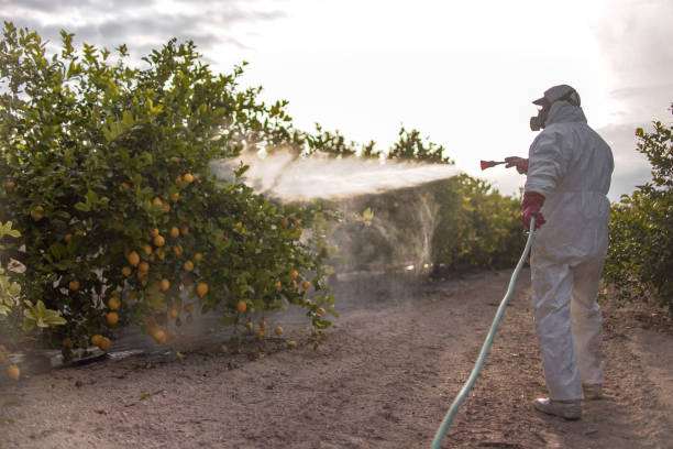 Best Termite Control Services  in Sandston, VA