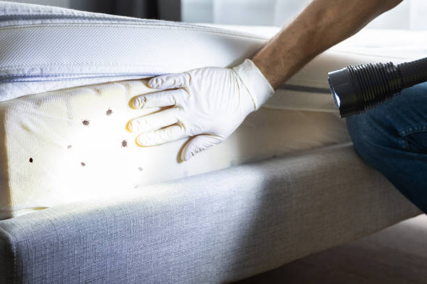 Best Wasp Removal Services  in Sandston, VA