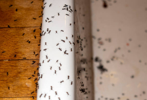 Best Pest Control Near Me  in Sandston, VA