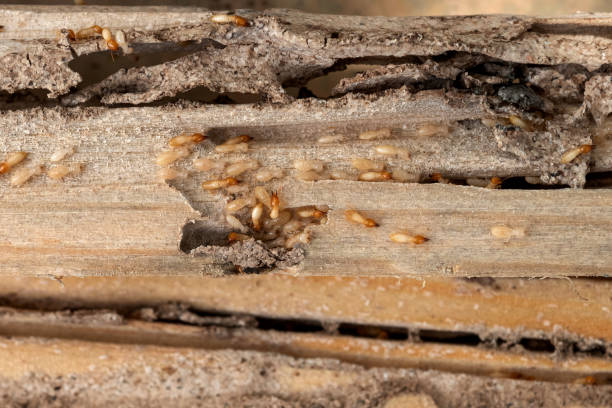 Best Commercial Pest Control Services  in Sandston, VA
